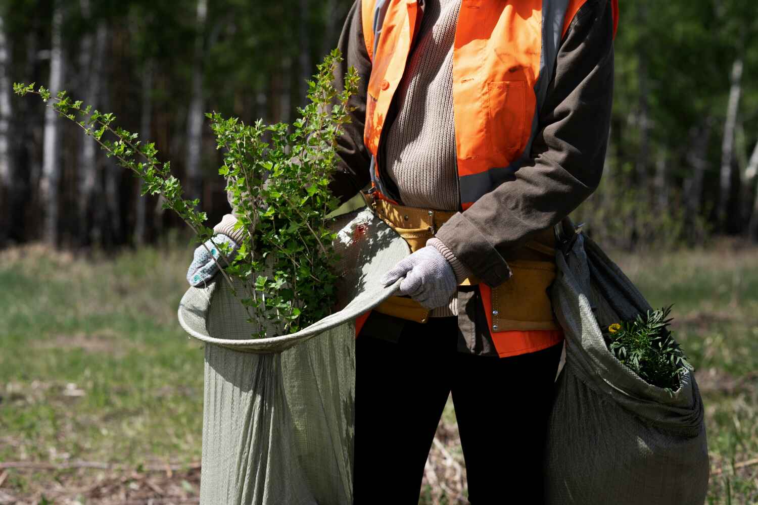 Professional Tree Service in Santa Clara, OR